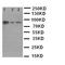 X-Ray Repair Cross Complementing 1 antibody, orb76153, Biorbyt, Western Blot image 
