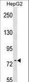 RNA polymerase I-specific transcription initiation factor RRN3 antibody, LS-C158901, Lifespan Biosciences, Western Blot image 