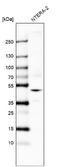 G Protein-Coupled Receptor 27 antibody, NBP1-87003, Novus Biologicals, Western Blot image 