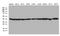 Beta-Actin antibody, TA811000, Origene, Western Blot image 