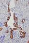 Kallikrein 1 antibody, PA5-79563, Invitrogen Antibodies, Immunohistochemistry frozen image 