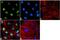 Histone Cluster 4 H4 antibody, 720100, Invitrogen Antibodies, Immunofluorescence image 