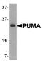 BCL2 Binding Component 3 antibody, PA1-84091, Invitrogen Antibodies, Western Blot image 