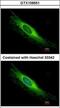 Peroxisomal Biogenesis Factor 26 antibody, GTX109551, GeneTex, Immunofluorescence image 