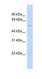 Tubulin Gamma 2 antibody, orb325980, Biorbyt, Western Blot image 