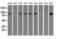 GDH antibody, M05856, Boster Biological Technology, Western Blot image 