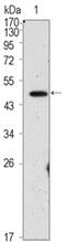 POU Class 5 Homeobox 1 antibody, AM06408SU-N, Origene, Western Blot image 