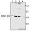 Isocitrate Dehydrogenase (NAD(+)) 3 Beta antibody, A09433, Boster Biological Technology, Western Blot image 