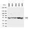Hepatitis A Virus Cellular Receptor 1 antibody, orb76138, Biorbyt, Western Blot image 