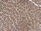 Actin Related Protein 2 antibody, PA5-27879, Invitrogen Antibodies, Immunohistochemistry frozen image 