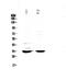 ERCC Excision Repair 1, Endonuclease Non-Catalytic Subunit antibody, PA5-79217, Invitrogen Antibodies, Western Blot image 