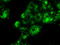 Prolactin antibody, LS-C114804, Lifespan Biosciences, Immunofluorescence image 