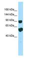 Repetin antibody, orb331326, Biorbyt, Western Blot image 