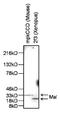 Mal, T Cell Differentiation Protein antibody, NBP2-22522, Novus Biologicals, Western Blot image 