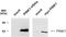 Serine/threonine-protein kinase PINK1, mitochondrial antibody, TA336481, Origene, Western Blot image 