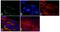 Tight Junction Protein 2 antibody, 71-1400, Invitrogen Antibodies, Immunofluorescence image 