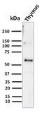 Keratin 10 antibody, GTX34625, GeneTex, Western Blot image 