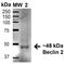 Beclin 2 antibody, LS-C776120, Lifespan Biosciences, Western Blot image 