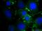 Tight Junction Protein 1 antibody, 20742-1-AP, Proteintech Group, Immunofluorescence image 