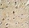 Biglycan antibody, LS-C156806, Lifespan Biosciences, Immunohistochemistry frozen image 