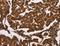 Arylsulfatase B antibody, LS-C406229, Lifespan Biosciences, Immunohistochemistry frozen image 