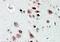 NOVA Alternative Splicing Regulator 1 antibody, PA5-18895, Invitrogen Antibodies, Immunohistochemistry frozen image 