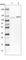 RNA Binding Motif Protein 12 antibody, HPA043258, Atlas Antibodies, Western Blot image 