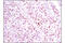 Retinoic Acid Receptor Gamma antibody, 8965S, Cell Signaling Technology, Immunohistochemistry paraffin image 