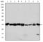 Cyclin Dependent Kinase 1 antibody, abx015811, Abbexa, Western Blot image 