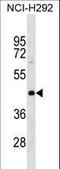 Poly(A) Binding Protein Interacting Protein 1 antibody, LS-C158525, Lifespan Biosciences, Western Blot image 