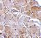 MAPK Associated Protein 1 antibody, GTX31311, GeneTex, Immunohistochemistry paraffin image 