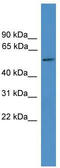 Tweety Family Member 3 antibody, TA339554, Origene, Western Blot image 