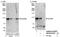 Nucleoporin 98 antibody, NB100-93327, Novus Biologicals, Western Blot image 