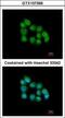 Muscleblind-like protein 3 antibody, GTX107366, GeneTex, Immunofluorescence image 