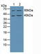 TNFRSF1A Associated Via Death Domain antibody, LS-C296687, Lifespan Biosciences, Western Blot image 