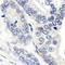 COP9 signalosome complex subunit 1 antibody, A300-026A, Bethyl Labs, Immunohistochemistry frozen image 