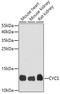 Cytochrome C, Somatic antibody, A0225, ABclonal Technology, Western Blot image 