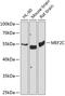 Myocyte Enhancer Factor 2C antibody, 18-572, ProSci, Western Blot image 