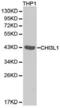 Chitinase 3 Like 1 antibody, PA5-37357, Invitrogen Antibodies, Western Blot image 