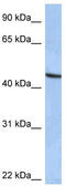 Zinc Finger Protein 766 antibody, TA342127, Origene, Western Blot image 