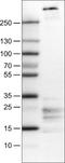 Fibrillin 1 antibody, NBP2-52885, Novus Biologicals, Western Blot image 