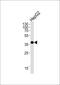 Olfactory Receptor Family 1 Subfamily L Member 3 antibody, PA5-35299, Invitrogen Antibodies, Western Blot image 