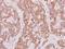 Prenylcysteine Oxidase 1 antibody, GTX119652, GeneTex, Immunohistochemistry paraffin image 