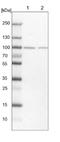 SLIT and NTRK-like protein 5 antibody, NBP1-90798, Novus Biologicals, Western Blot image 