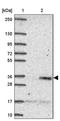 Cyclin I Family Member 2 antibody, PA5-63279, Invitrogen Antibodies, Western Blot image 