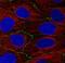 Occludin antibody, NBP2-52971, Novus Biologicals, Immunofluorescence image 