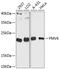 Phosphomevalonate Kinase antibody, 15-239, ProSci, Western Blot image 