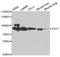 Ig kappa-b4 chain C region antibody, LS-B14297, Lifespan Biosciences, Western Blot image 