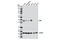 SIX Homeobox 1 antibody, 12891S, Cell Signaling Technology, Western Blot image 