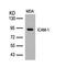 Intercellular Adhesion Molecule 1 antibody, 79-545, ProSci, Western Blot image 